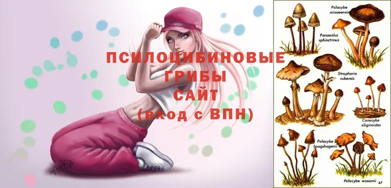 ОМГ ОМГ tor  Кимовск  Псилоцибиновые грибы Magic Shrooms 